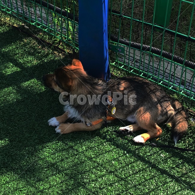 강아지,개,dog,귀여움,동물,동물,animal,포유류,mammal,개,강아지,dog,doggy