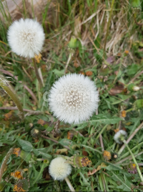 민들레,홀씨,민들레홀씨,민들레씨,씨앗