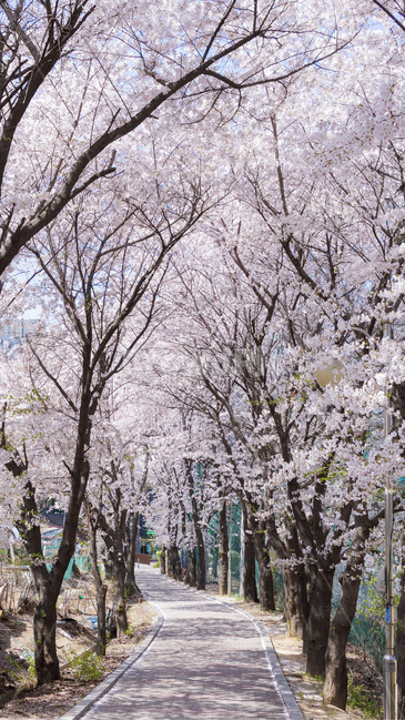 flower,꽃,blossom,plant,식물,벚꽃,cherryblossom,봄,계절,spring,season