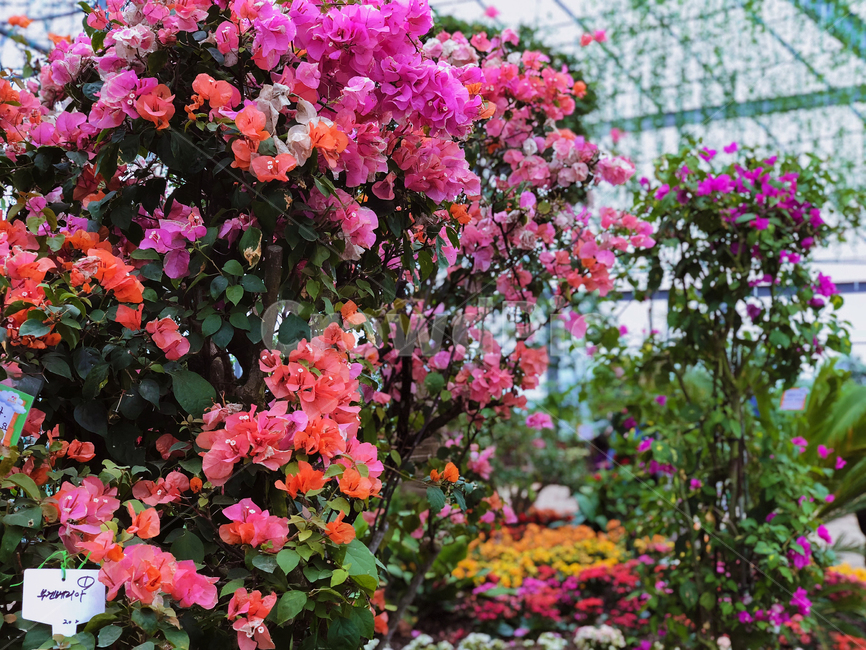 plant,식물,flower,blossom,꽃,식물원,식물,자연,plants,nature,꽃,flower