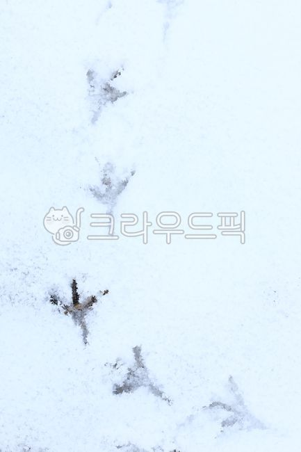 General Dong,sprout,Spring news,nature,harsh winter,winter,cold,ice,mistletoe,Frost,spring,trace,footprint,Snow Flower,snow,bird,december