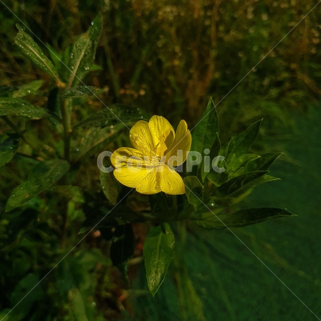 plant,식물,flower,꽃,blossom,outdoor,들꽃,이슬,yellow,노란,물방울,풀잎,근접,접사,초록,싱싱,순수하다,순수,pure,촉촉하다