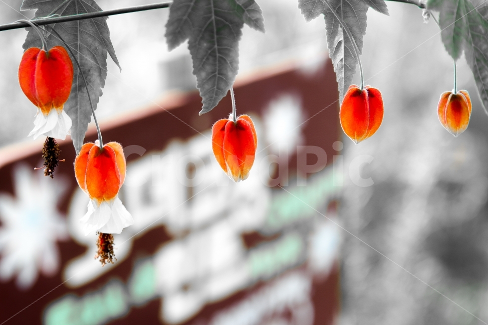 꽃,사진,빨강,나무,흑백,허브,감성,식물,자연,plants,nature,감성,sensible,feeling,꽃,flower