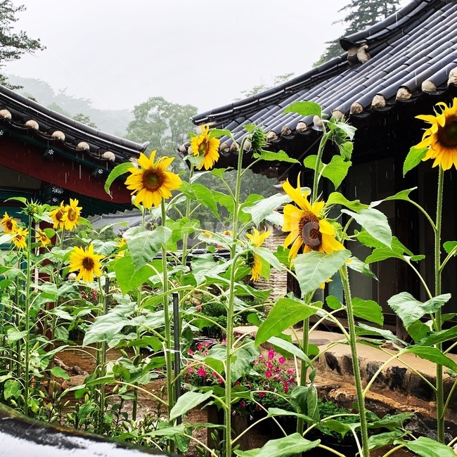 plant,식물,꽃,flower,해바라기,기와,풍경,식물,자연,plants,nature,꽃,flower