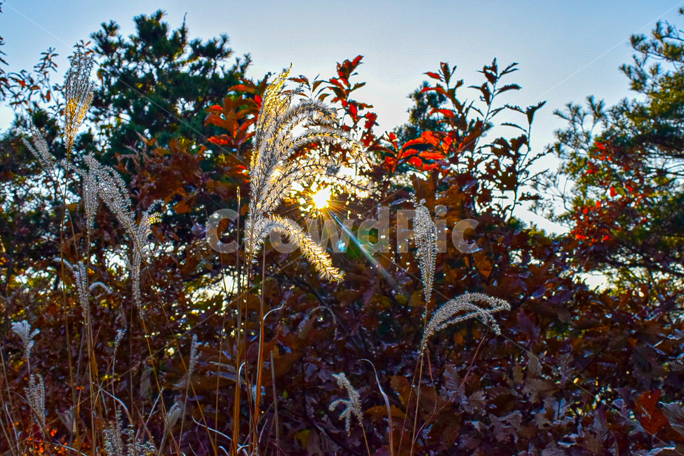 갈대,가을,식물,빛,plant,자연,옥외,식물,자연,plants,nature
