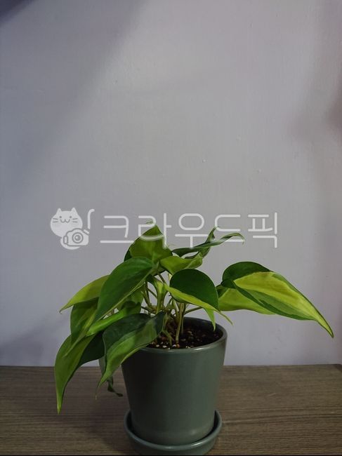 companion plant,Oxycardium Brazil,plant,interior plants,leaf