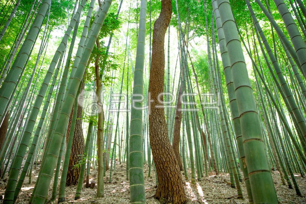 bamboo,bamboo forest,pine tree,busan,Nine Mountain Forest,Summer Photo Contest