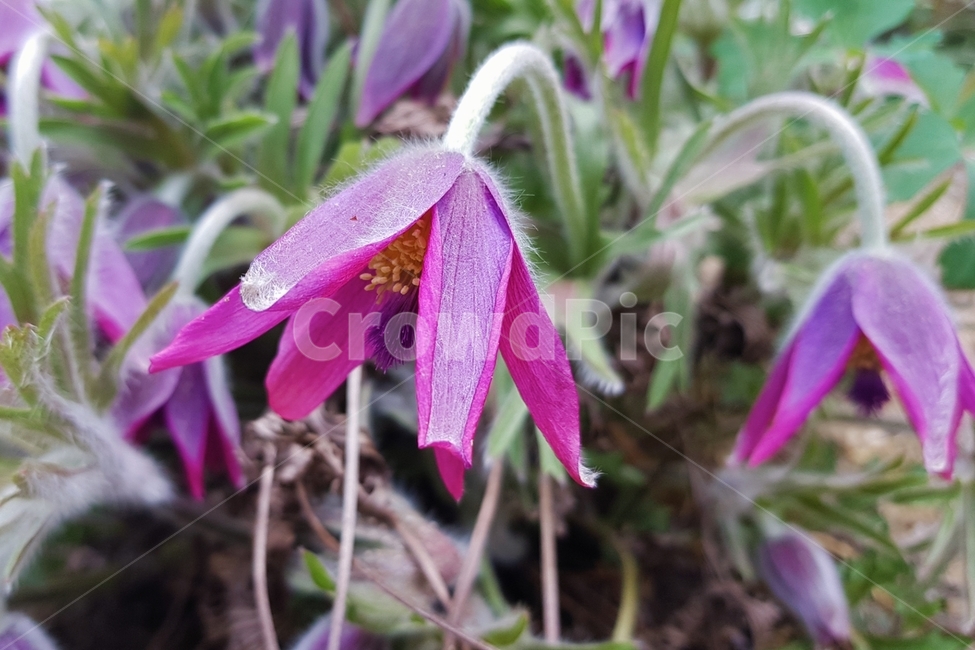 할미꽃,꽃말,꽃,여러해살이풀,windflower,봄꽃,충성,슬픈추억