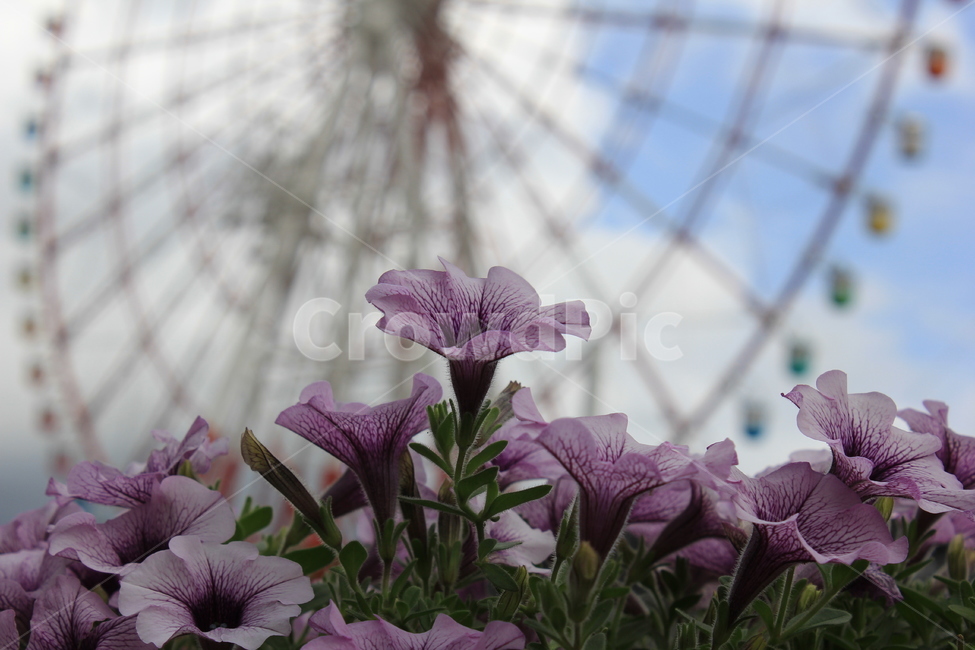 꽃,하늘,감성,색,관람차,flowers,sky,emotion,color,풍경,보라색,식물,자연,plants,nature,꽃,flower