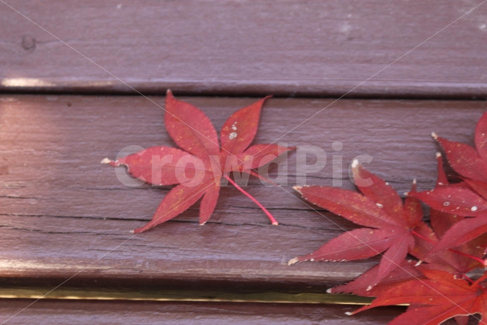 가을,단풍,감성,쓸쓸함,여행,낙엽,벤치,감정,빨간색,추풍,추풍낙엽,fall,autumn,travel,가을,계절,fall,autumn,season,식물,자연,plants,nature,plant,leaf,잎,tree,나무