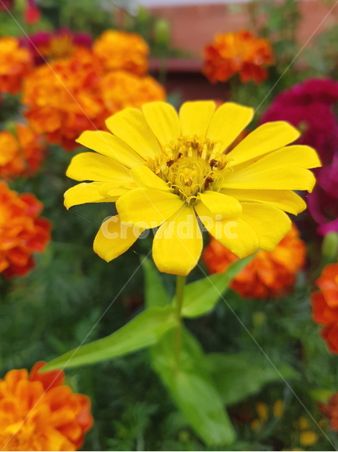 노란꽃,집앞화단,flower,nature,자연,풍경,식물,꽃사진,자연사진,식물,자연,plants,nature,꽃,flower