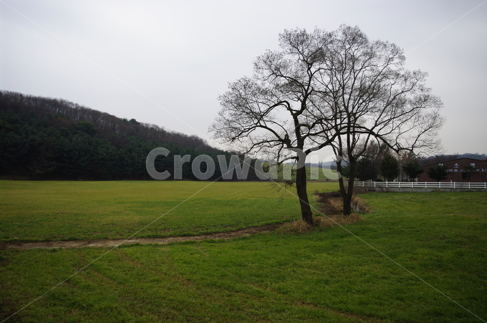나무,풍경,초원,잔디,목장,자연,풍경,nature,landscape,식물,plants,나무,trees,wood,grass,plant,tree