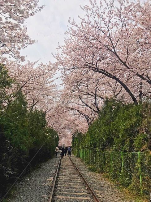 철도,벚꽃,거리,나무,자연,봄,계절,spring,season,자연,풍경,nature,landscape,rail,레일,transportation,교통,train track,기찻길,railway,plant,식물,blossom,꽃,flower