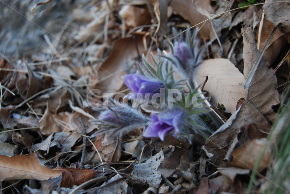 동강,할미꽃,자연,봄,공원,봄,계절,spring,season,식물,자연,plants,nature,꽃,flower,plant