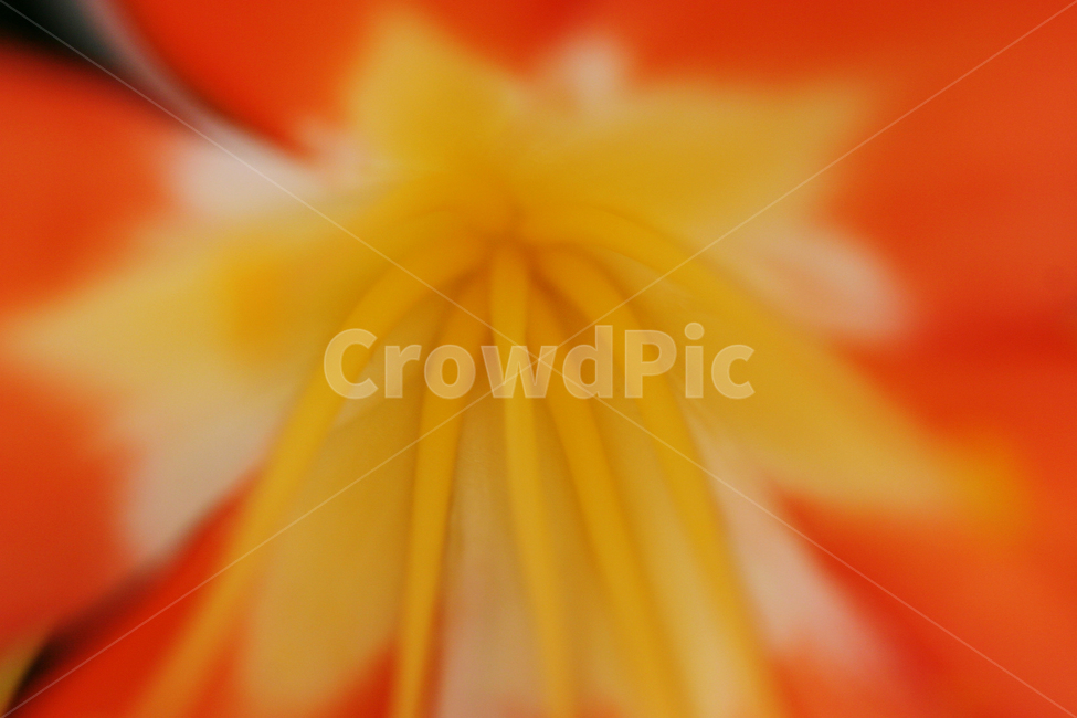 꽃,군자란,주황색,화려함,꽃사진,식물,자연,plants,nature,꽃,flower
