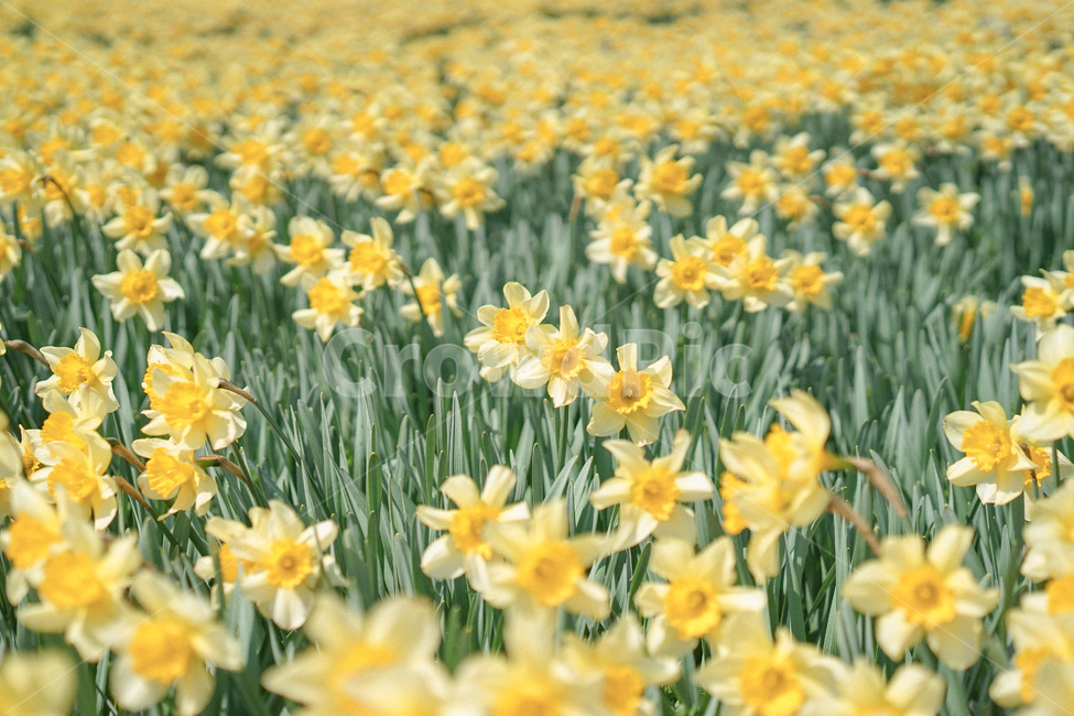 노란,옐로우,노랑색,수선화,꽃,봄꽃,노란물결,narcissus,봄,계절,spring,season,plant,식물