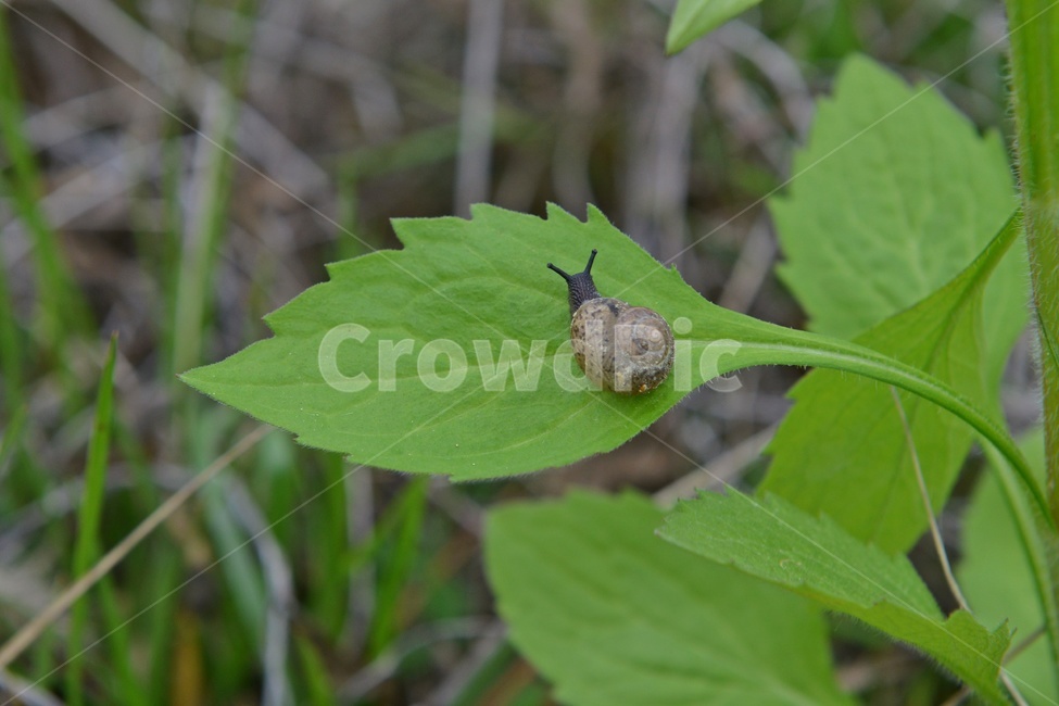 insect,곤충,invertebrate,무척추동물,animal,동물,달팽이,연체동물