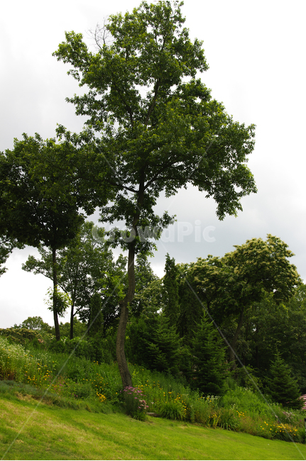 나무,식물원,식물,flower,color,nature,자연,산책,힐링,자연,풍경,nature,landscape,식물,plants,나무,trees,wood,tree,plant,tree trunk,나무 줄기