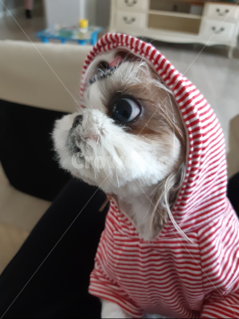 강아지,시츄,모자쓴강아지,둥이,귀여운강아지,동물,animal,포유류,mammal,개,강아지,dog,doggy