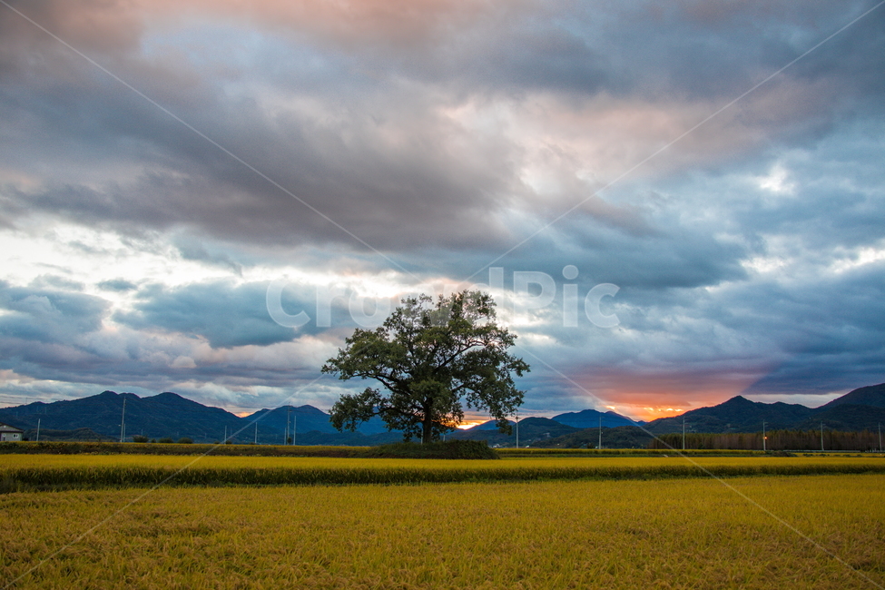 노을,석양,벼,가을,풍경,나무,가을,계절,fall,autumn,season,자연,풍경,nature,landscape,한국자연풍경,한국자연경관,korea nature landscape,식물,plants,나무,trees,wood,field,들,grassland,목초지,outdoors,옥외