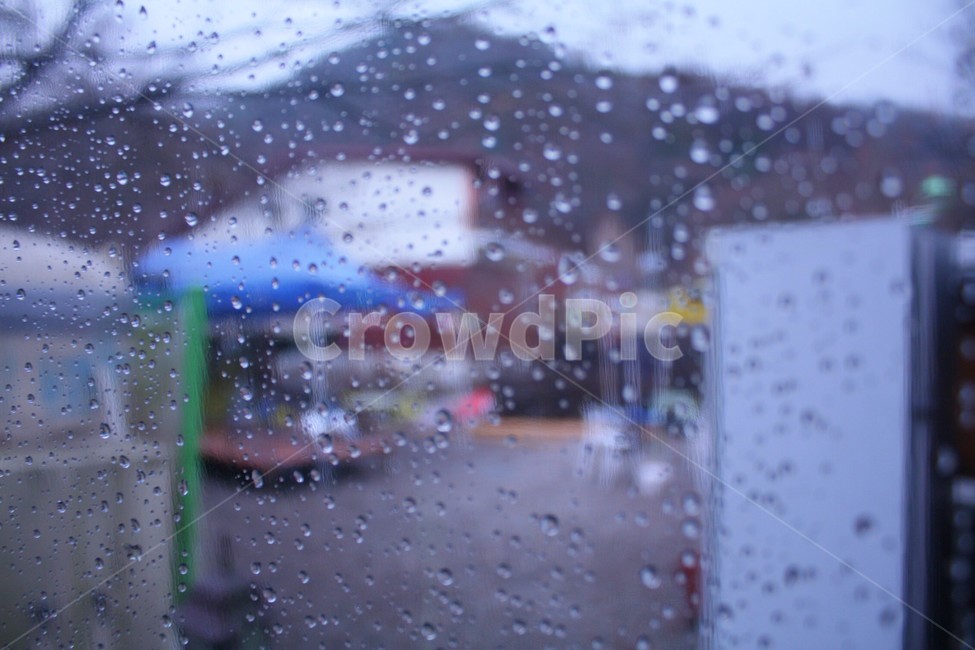 꽃,매크로,접사,자연,장미,조화,비,비오는날,rain,rainy