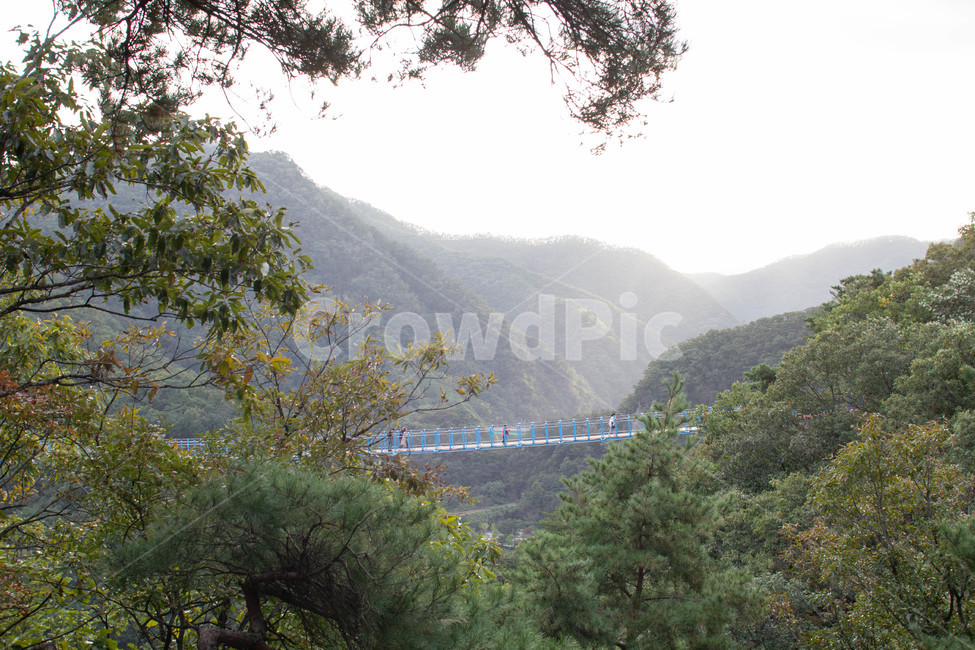 다리,강,강물,숲,길,휴가,한국,tree,나무,plant,경치,옥외,풍경,landscape,출렁다리,가을,하늘,교통,transportation