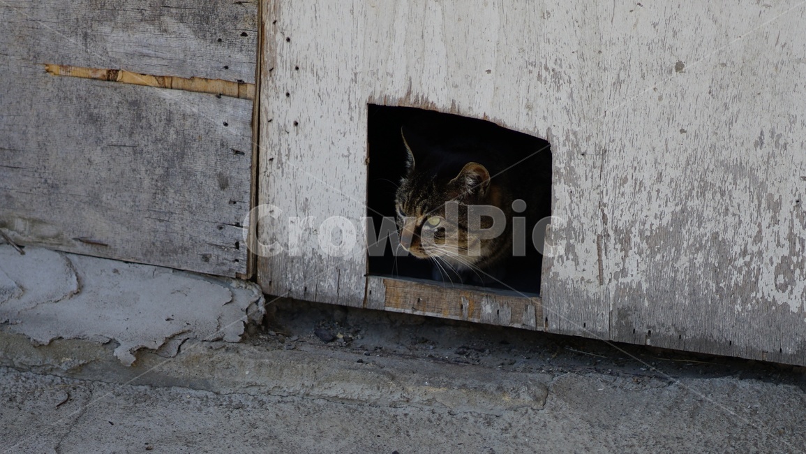 고양이,길냥이,캣도어,냐옹이,문,door,cat,동물,animal,포유류,mammal,고양이,cat,kitten,kitty