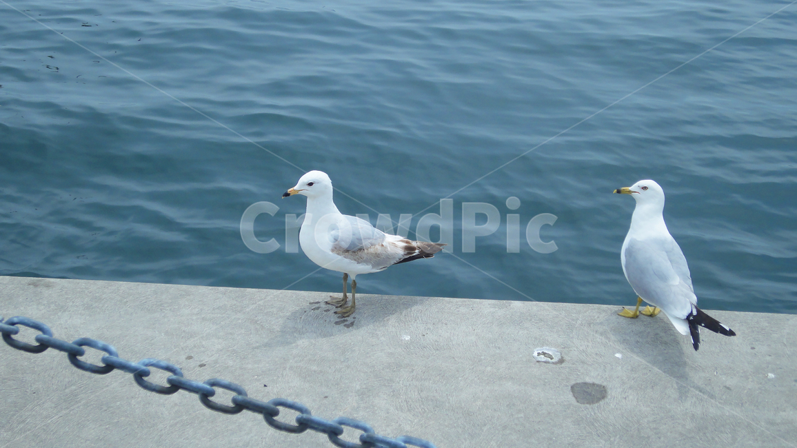 갈메기,비둘기,bird,gull,seagull,호수,lake,물,water,강,river,animal,동물,새,동물,animal,조류,새,birds