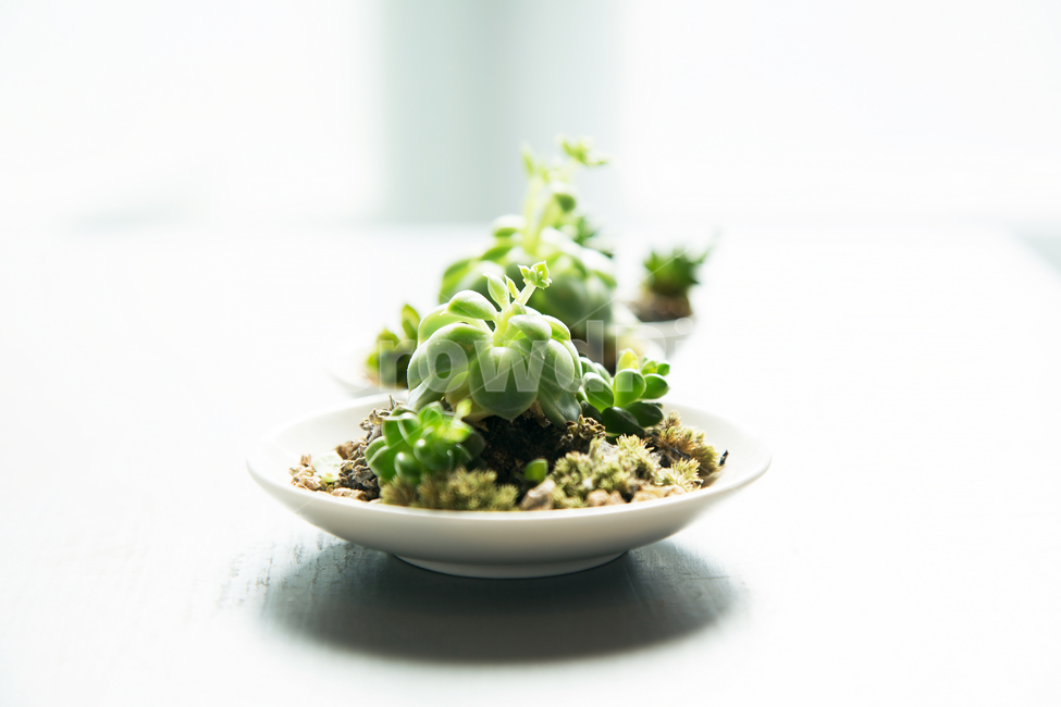 다육이,식물,인테리어,그린인테리어,쟁반,실내용화초,화분,화초,house plant