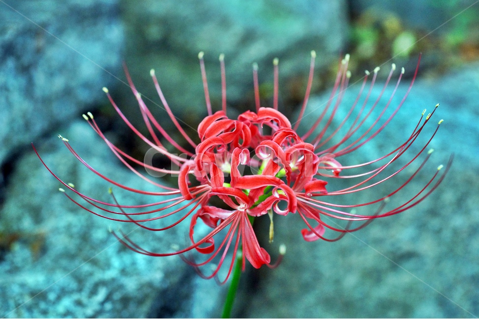 꽃무릇,석산,redspiderlily,가을,빨간꽃,독무릇,상사화류,계절,식물,자연,plants,nature,꽃,flower