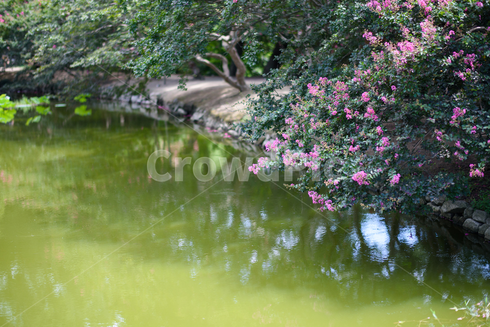 Damyang,Myeongokheon Garden,summer flowers,crepe myrtle,summer,crape myrtle flower