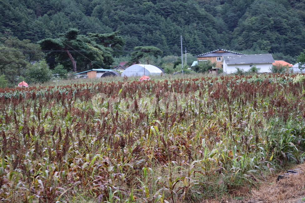 시골,수수밭,수수,농촌,풍경,시골,마을,풍경,landscape,country,rural,town