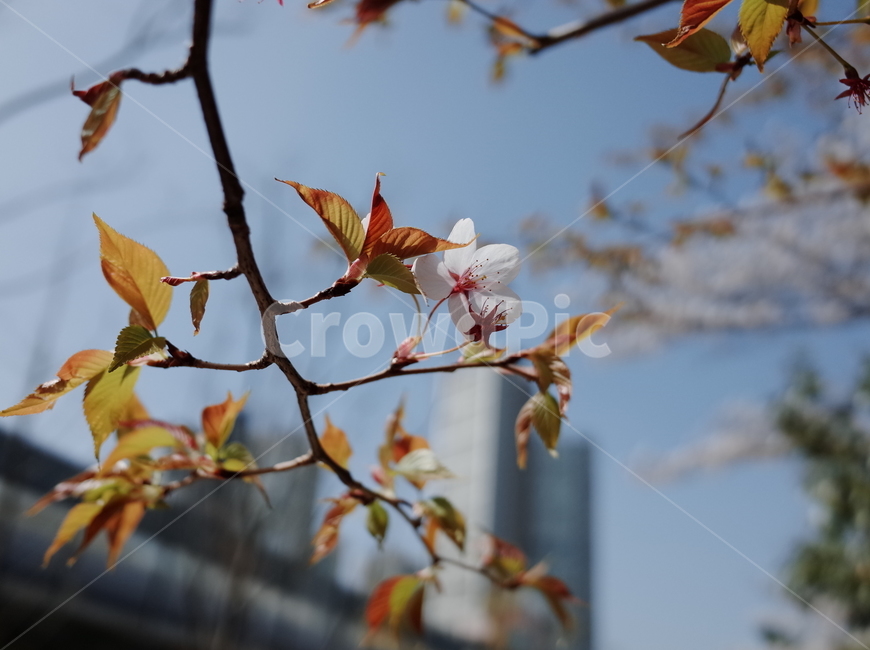 봄,벚꽃,꽃,봄꽃,하늘,나무,꽃나무,벚꽃나무,식물,계절,spring,flower,season,봄,계절,spring,season,식물,자연,plants,nature,꽃,flower,leaf,잎,plant,animal,동물,bird,새