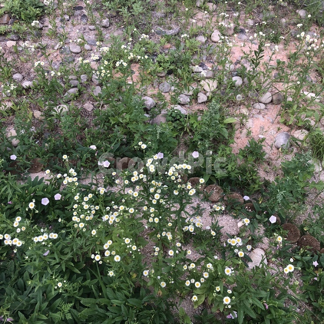 자연,꽅,풀,꽃밭,풀밭,식물,plant,blossom,flower