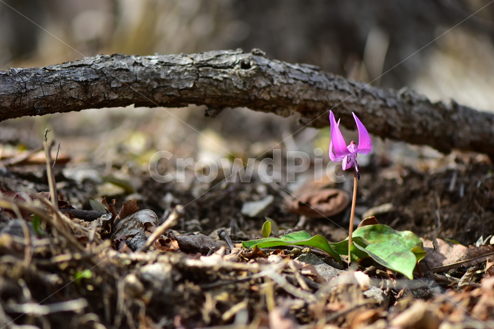 얼레지,야생화,봄,꽃,풀꽃,자연,식물,식생,plants,nature,spring,season,flower