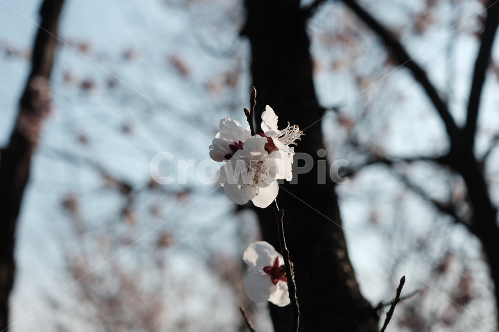 plant,식물,매화,매화나무,하늘,봄