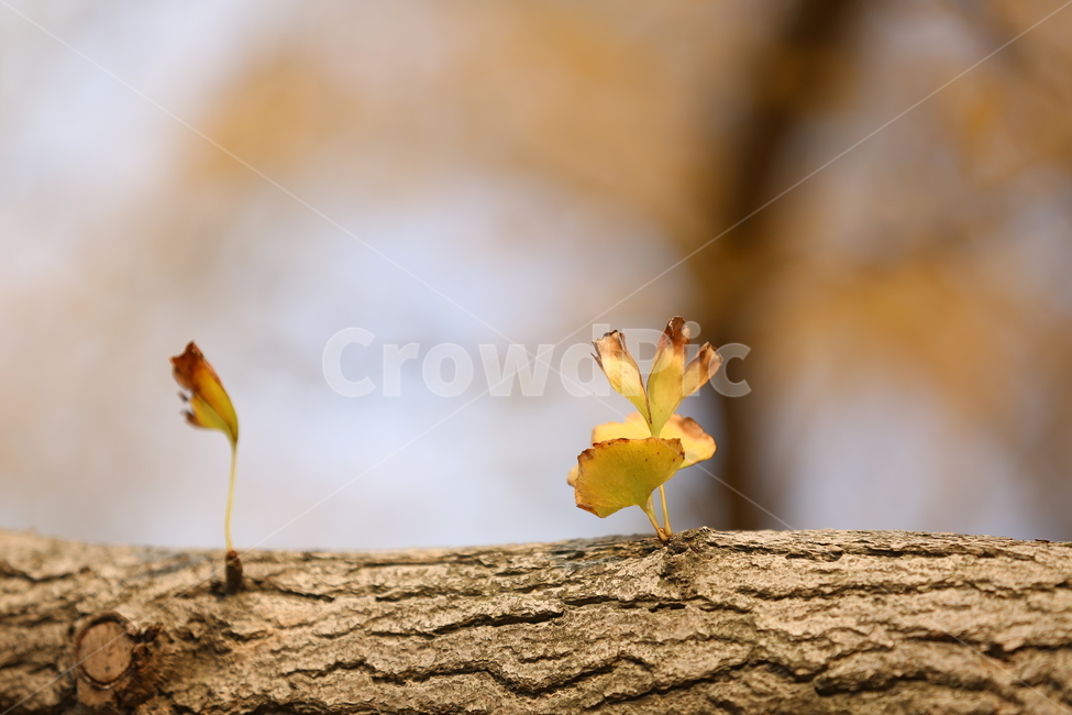 나무,은행잎,가을,단풍,쓸쓸한,떨어짐,풍경,가을,계절,fall,autumn,season,나무,trees,wood,plant,식물,leaf,잎,tree