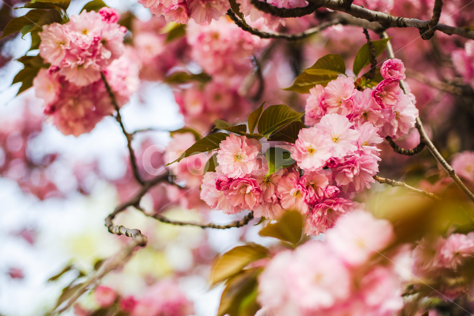 벚꽃,겹벚꽃,감성,분홍,핑크,봄,봄꽃,cherryblossom,blossom