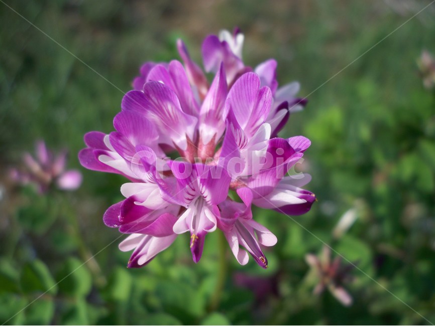 자운영,꽃,봄,야생화,식물,식물,자연,plants,nature,꽃,flower