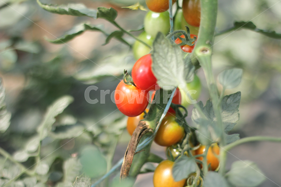 plant,식물,토마토,방울토마토,tomato,agriculture,자연,nature,과일,열매,fruit
