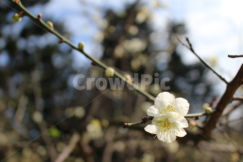 꽃,자연,배경화면,봄,아웃포커싱,들꽃,flower,nature,spring