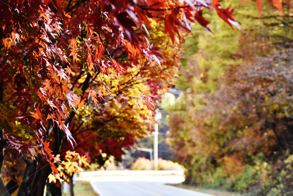 단풍나무,가을,fall,길,road,드라이브,가을,계절,fall,autumn,season,plant,식물,leaf,잎,tree,나무,maple,단풍