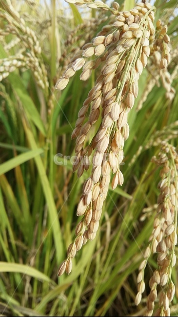 벼이삭,벼,논,가을들판,토종벼,곡류,곡식,cereals,산업,industry,industrial,농업,농사,agriculture,farming,farming industry