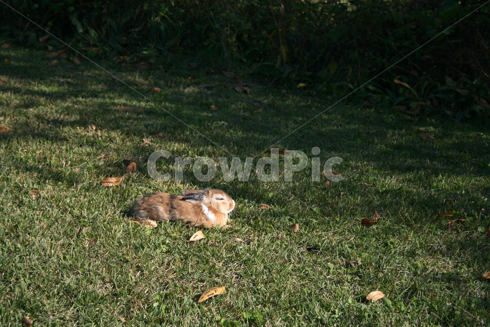 토끼,동물,잔디,공원,여유,잠,동물,animal,포유류,mammal,휴식,힐링,rest,relaxation,healing