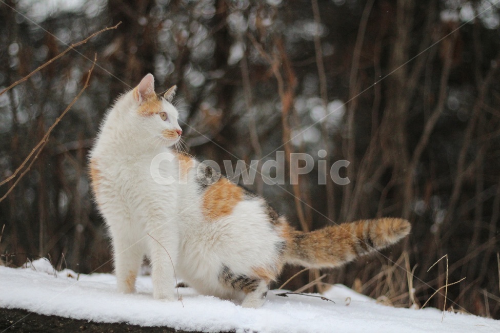 cat,고양이,동물,야옹이,시골냥,겨울,계절,winter,season,동물,animal,포유류,mammal,고양이,cat,kitten,kitty