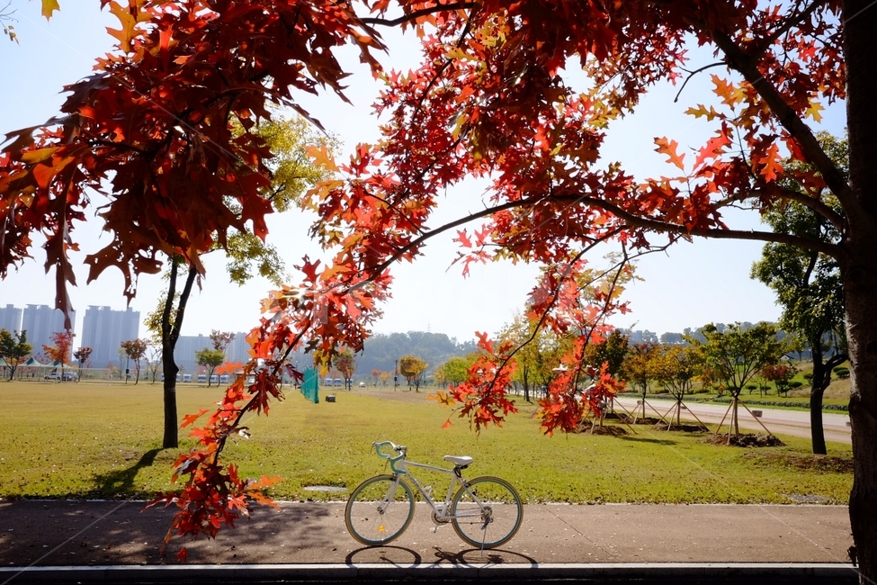 자전거,단풍,가을,나무,풍경,가을,계절,fall,autumn,season,leaf,잎,plant,식물,bike,vehicle,차량,transportation,교통,bicycle,wheel,바퀴,machine,기계,tree