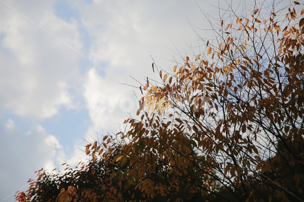 하늘,가을,감성,낙엽,산책,쓸쓸함,식물,자연,plants,nature