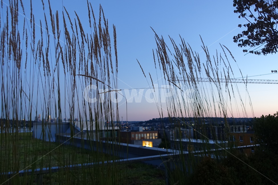 갈대,노을,저녁쯔음,평화,해질녁,자연,풍경,nature,landscape,grass,잔디,plant,식물,lawn,reed