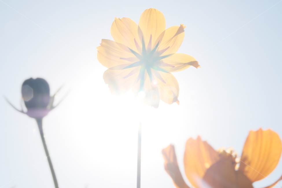 역광,노랑코스모스,황화코스모스,노란,꽃,가을꽃,plant,식물
