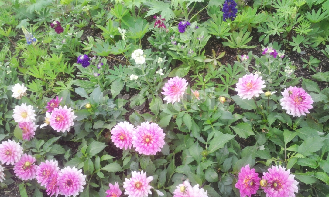 꽃,식물,분홍,정원,자연,순천,식물,자연,plants,nature,꽃,flower